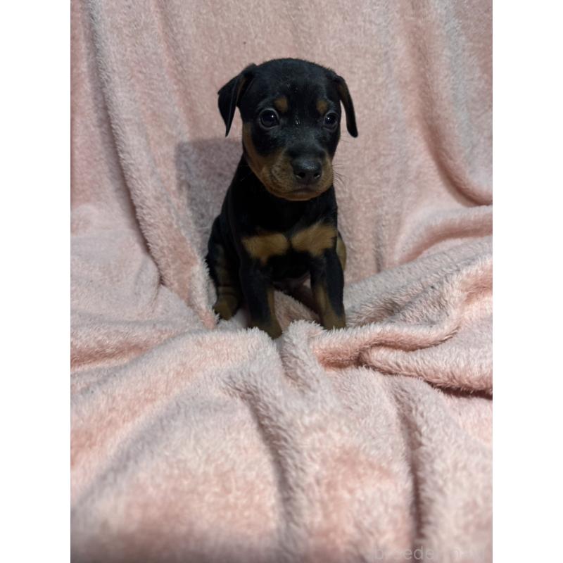 販売中の福岡県のミニチュアピンシャー(ミニピン)-431674の5枚目