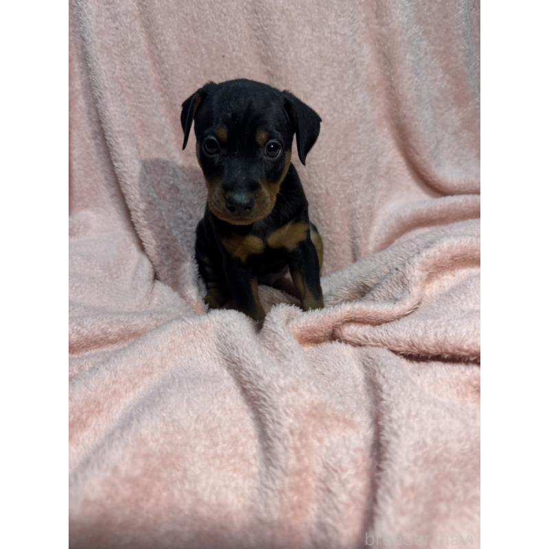 販売中の福岡県のミニチュアピンシャー(ミニピン)-431674の4枚目