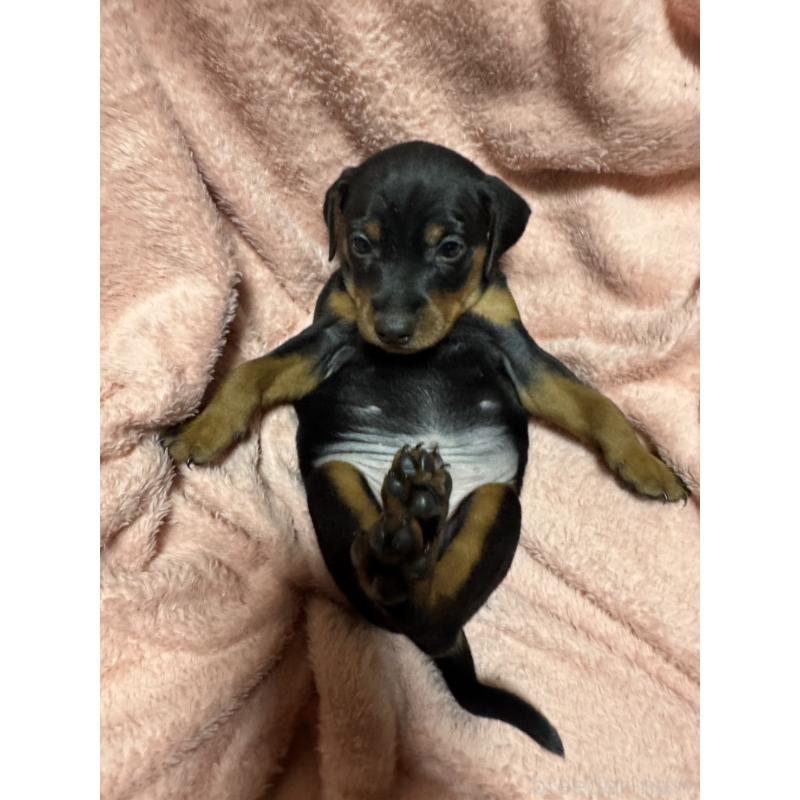 販売中の福岡県のミニチュアピンシャー(ミニピン)-431674の3枚目