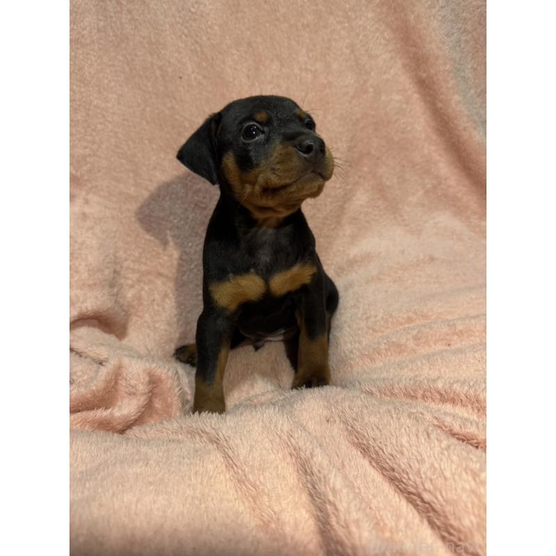 販売中の福岡県のミニチュアピンシャー(ミニピン)-431674の2枚目