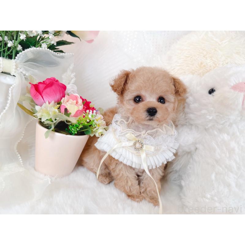 販売中の大阪府のティーカッププードル-431676の7枚目