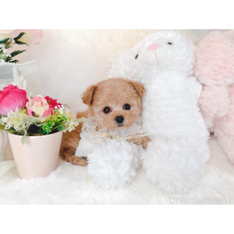 販売中の大阪府のティーカッププードル-431676の6枚目