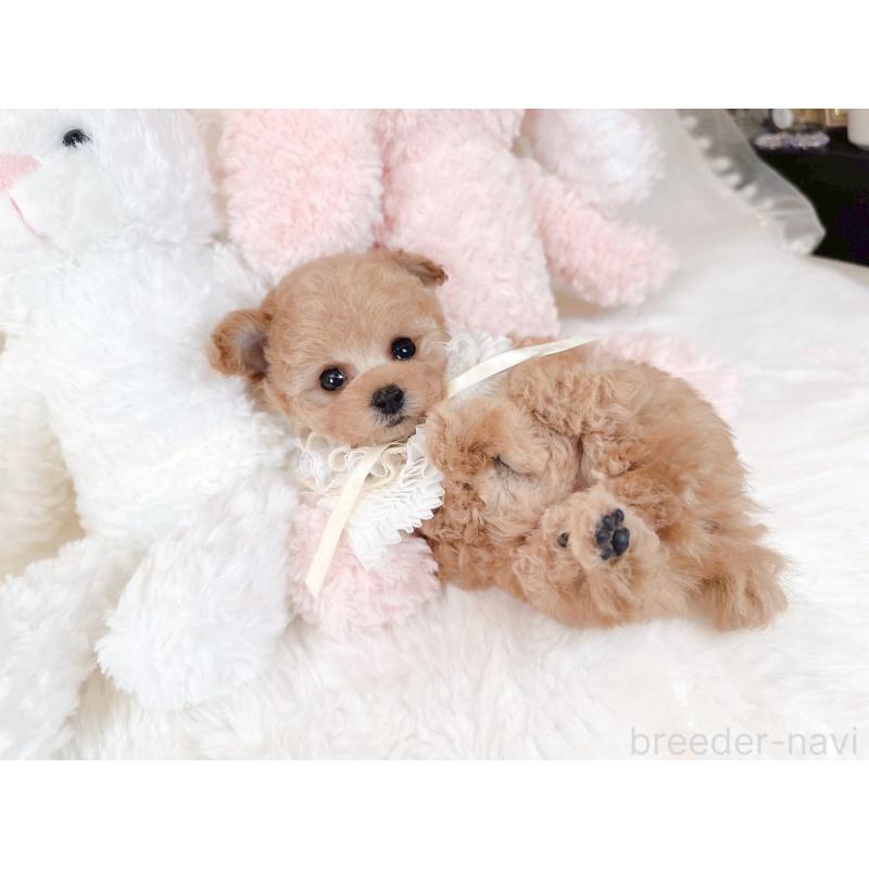 販売中の大阪府のティーカッププードル-431676の5枚目