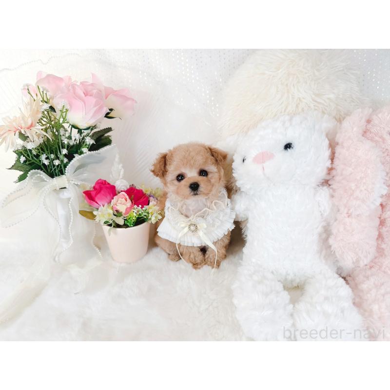 販売中の大阪府のティーカッププードル-431676の4枚目