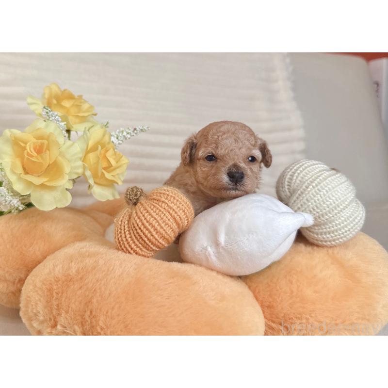 販売中の大阪府のティーカッププードル-431676の3枚目