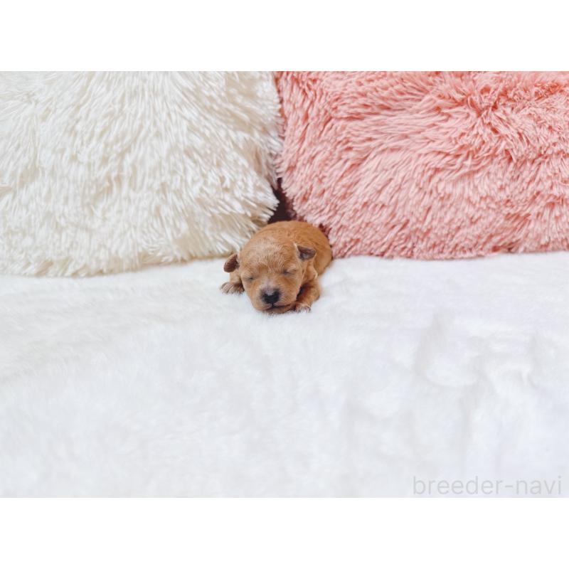 販売中の大阪府のティーカッププードル-431676の2枚目