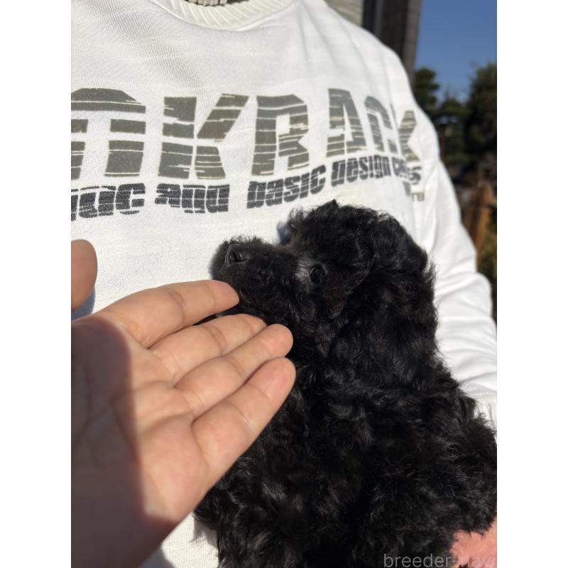 販売中の福岡県のタイニープードル-429959の15枚目