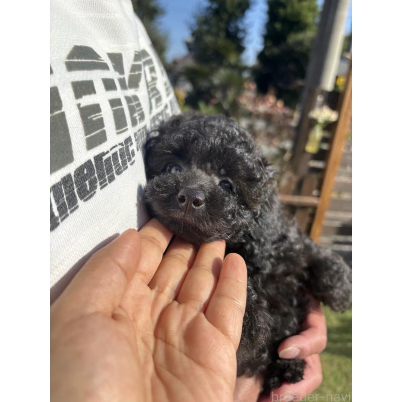 販売中の福岡県のタイニープードル-429959の13枚目