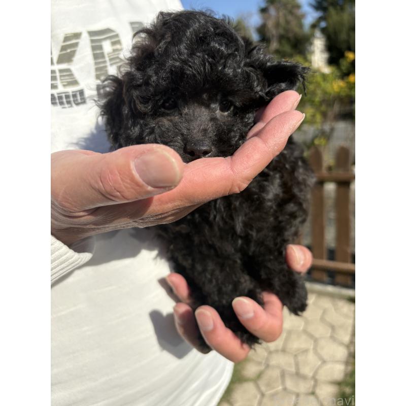 販売中の福岡県のタイニープードル-429959の12枚目