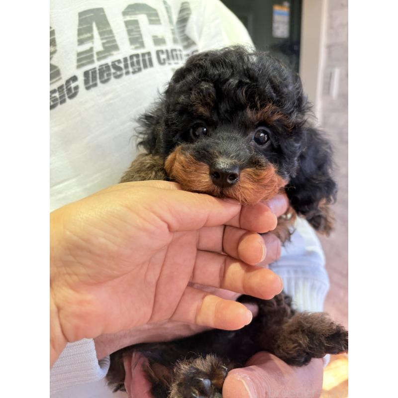 販売中の福岡県のタイニープードル-429964