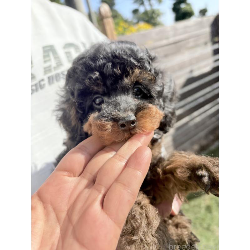 成約済の福岡県のタイニープードル-429964の20枚目