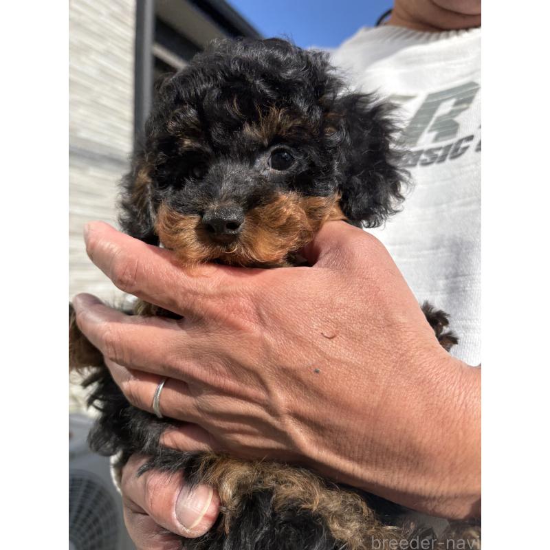 成約済の福岡県のタイニープードル-429964の19枚目