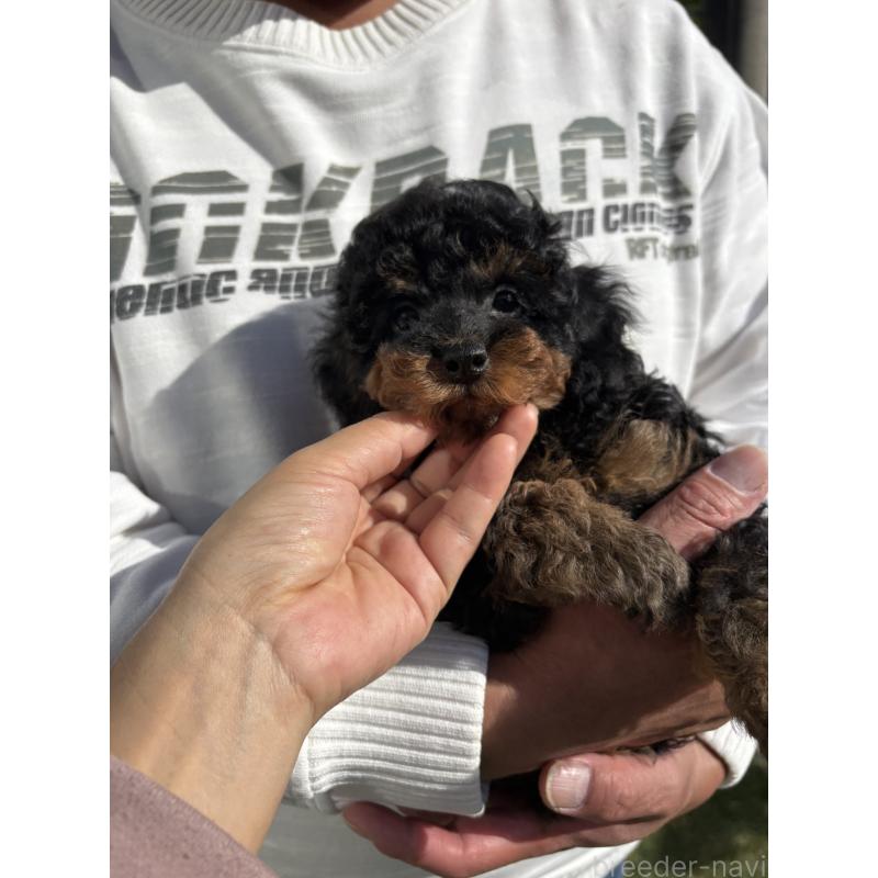 成約済の福岡県のタイニープードル-429964の17枚目