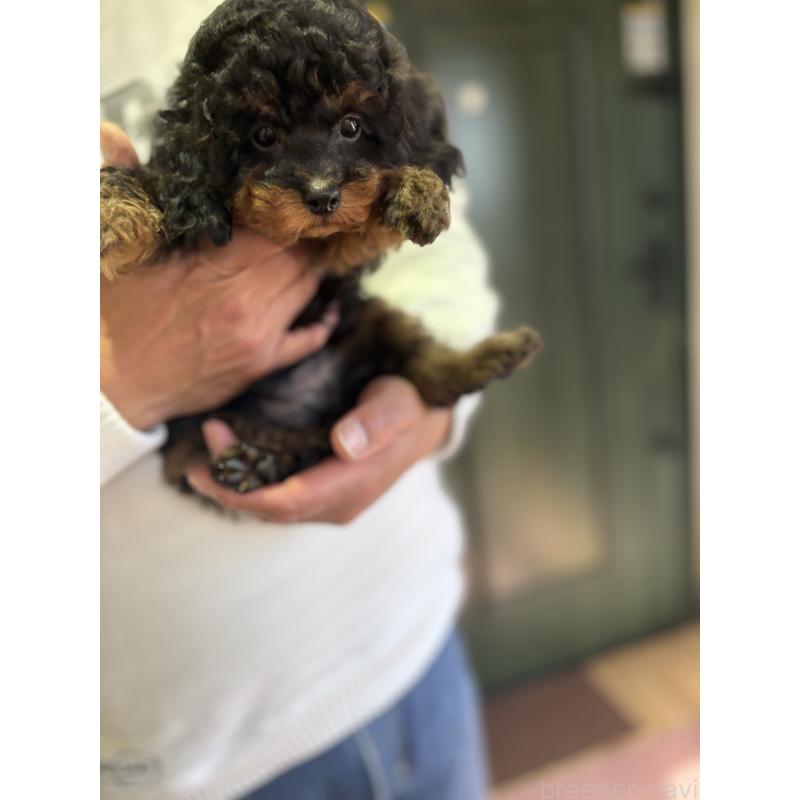 成約済の福岡県のタイニープードル-429964の16枚目