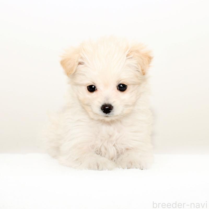 販売中の熊本県のポメプー:ポメラニアン×トイプードル-431677