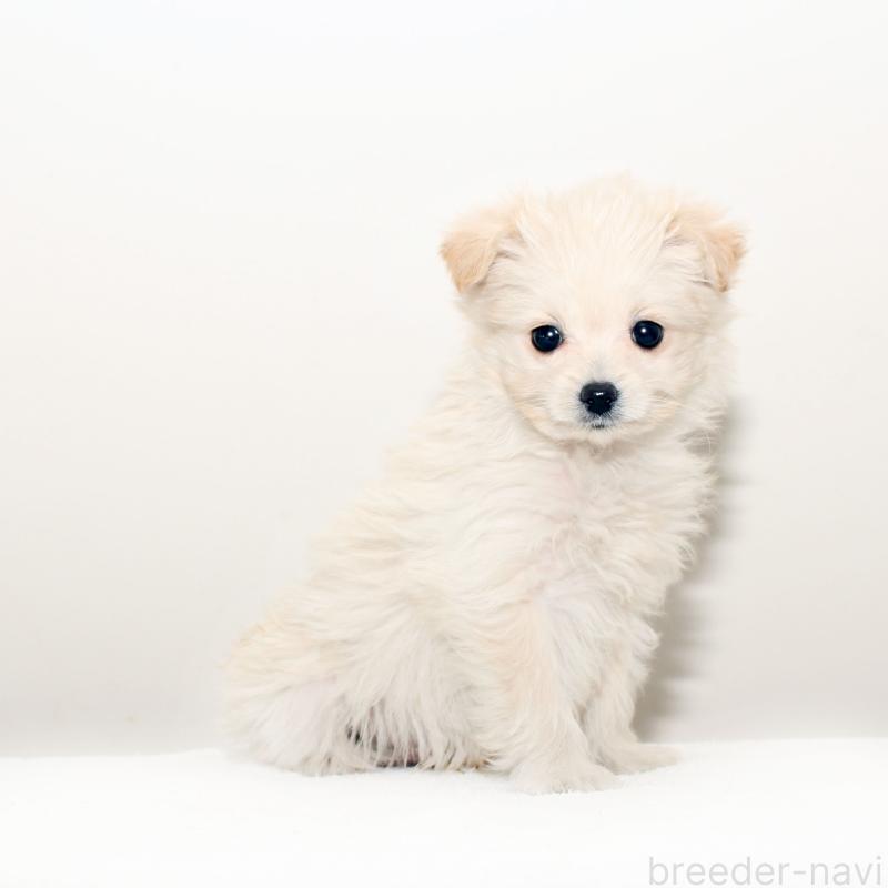 販売中の熊本県のポメプー:ポメラニアン×トイプードル-431677の3枚目