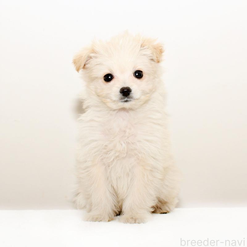 販売中の熊本県のポメプー:ポメラニアン×トイプードル-431677の2枚目