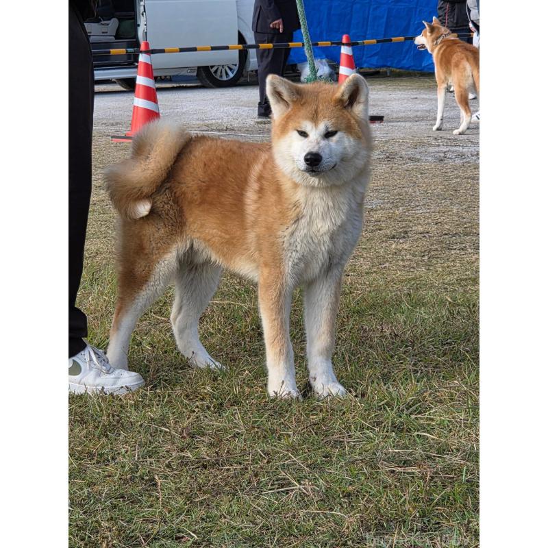 販売中の香川県の秋田犬-431679の4枚目