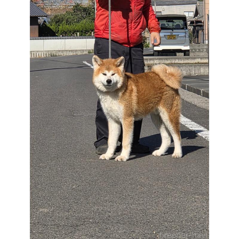 販売中の香川県の秋田犬-431679の3枚目