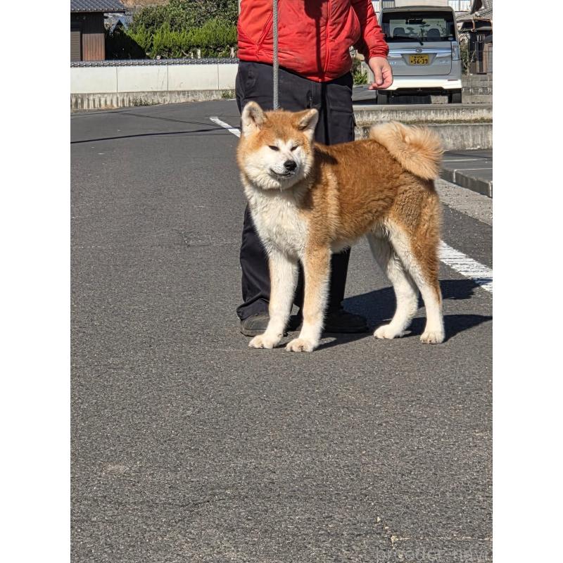 販売中の香川県の秋田犬-431679の2枚目