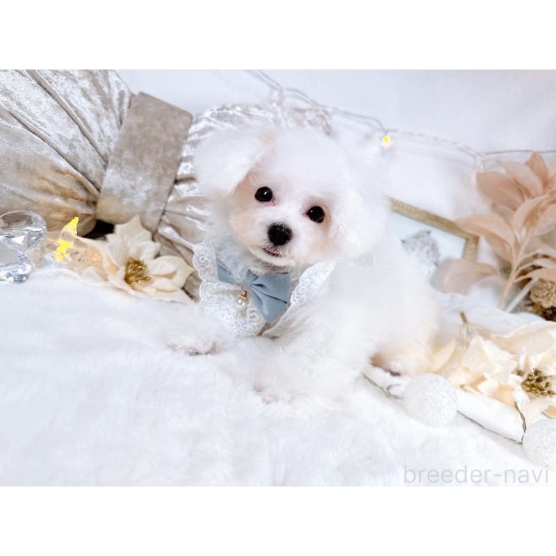 販売中の大阪府のミックス犬-420741の3枚目