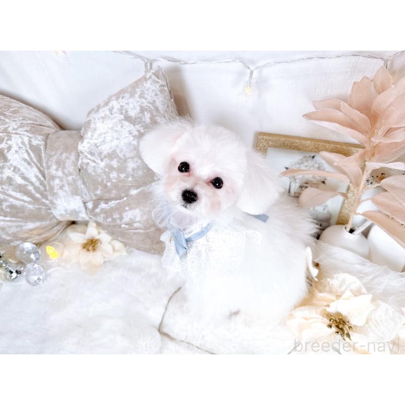 販売中の大阪府のミックス犬-420741の2枚目