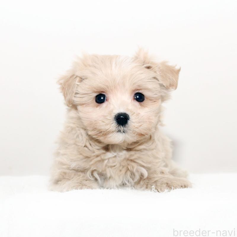 販売中の熊本県のマルプー:マルチーズ×トイプードル-431680の1枚目