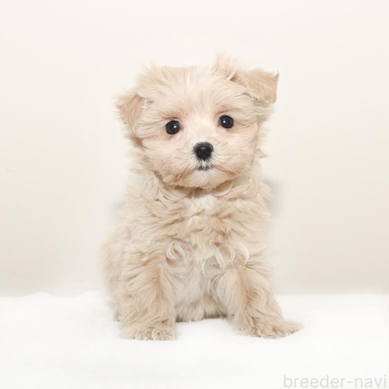 販売中の熊本県のマルプー:マルチーズ×トイプードル-431680の3枚目