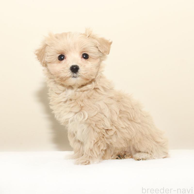 販売中の熊本県のマルプー:マルチーズ×トイプードル-431680の2枚目