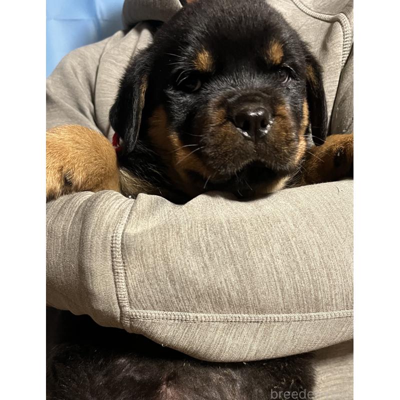 販売中の愛知県のロットワイラー-421473