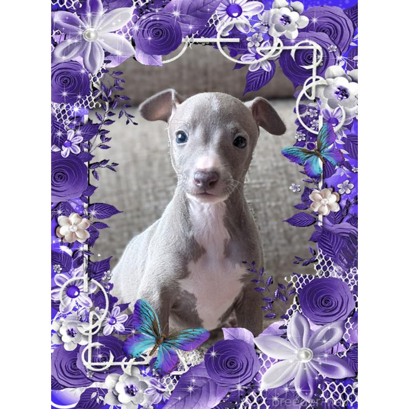 販売中の山口県のイタリアングレーハウンド(イタグレ)-431681