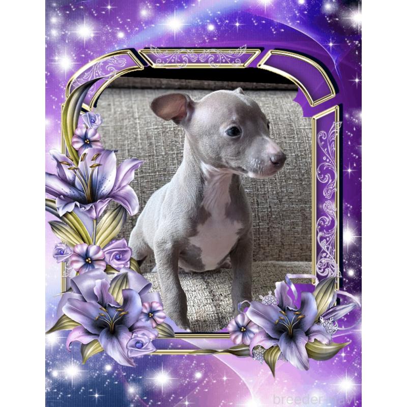 販売中の山口県のイタリアングレーハウンド(イタグレ)-431681の5枚目