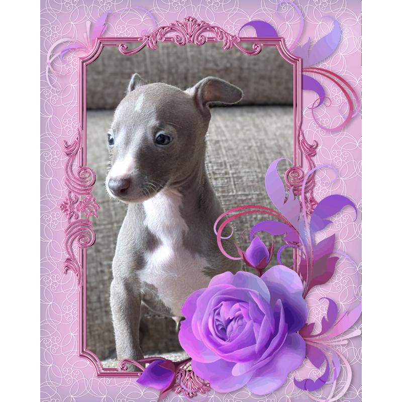 販売中の山口県のイタリアングレーハウンド(イタグレ)-431681の4枚目