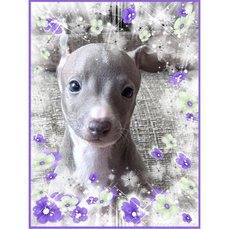 販売中の山口県のイタリアングレーハウンド(イタグレ)-431681の3枚目