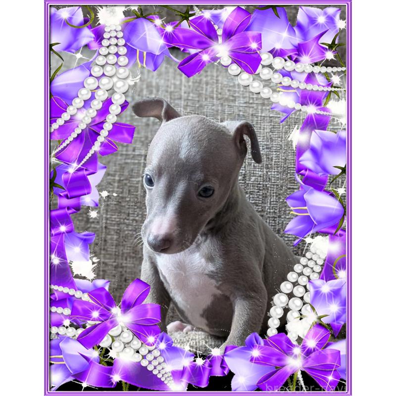 販売中の山口県のイタリアングレーハウンド(イタグレ)-431681の2枚目