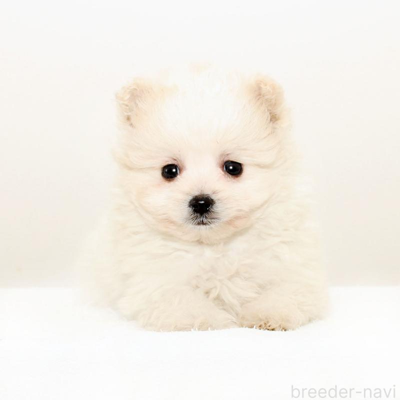 販売中の熊本県のポメマル:ポメラニアン×マルチーズ-431682