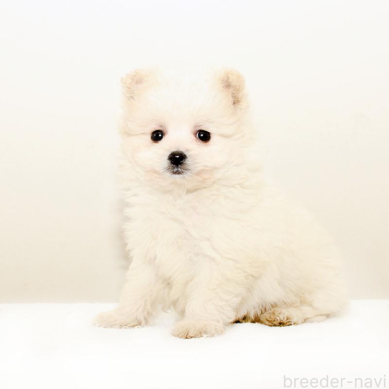 販売中の熊本県のポメマル:ポメラニアン×マルチーズ-431682の3枚目