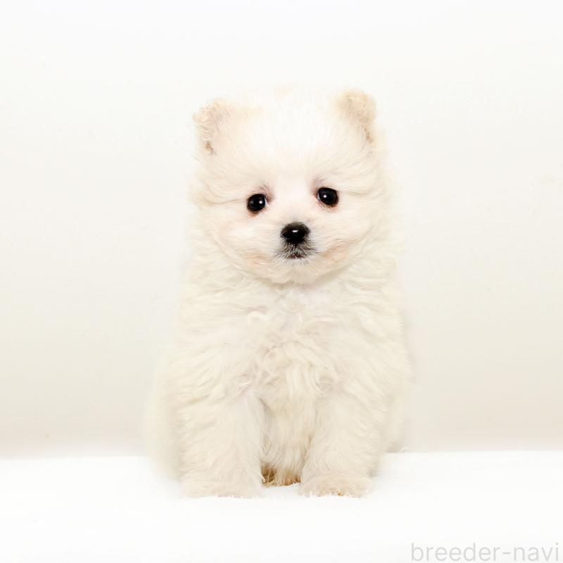 販売中の熊本県のポメマル:ポメラニアン×マルチーズ-431682の2枚目