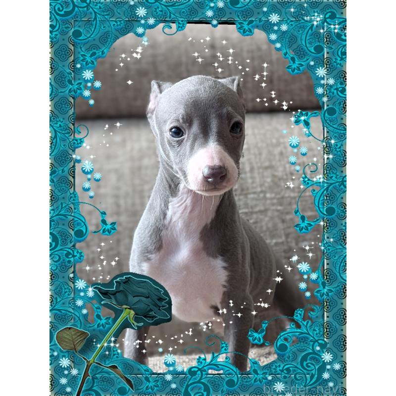 販売中の山口県のイタリアングレーハウンド(イタグレ)-431683の1枚目