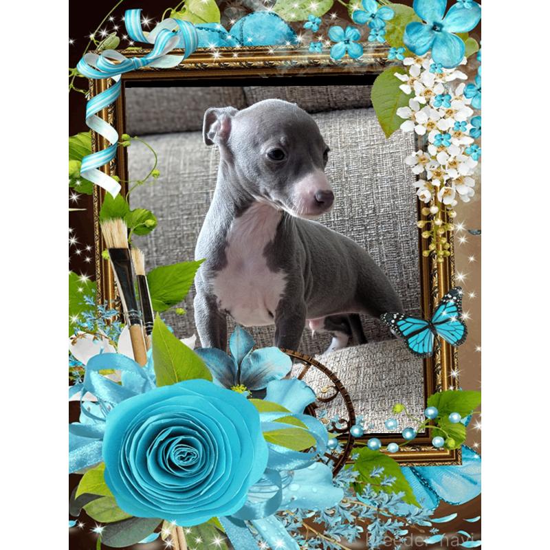 販売中の山口県のイタリアングレーハウンド(イタグレ)-431683の5枚目