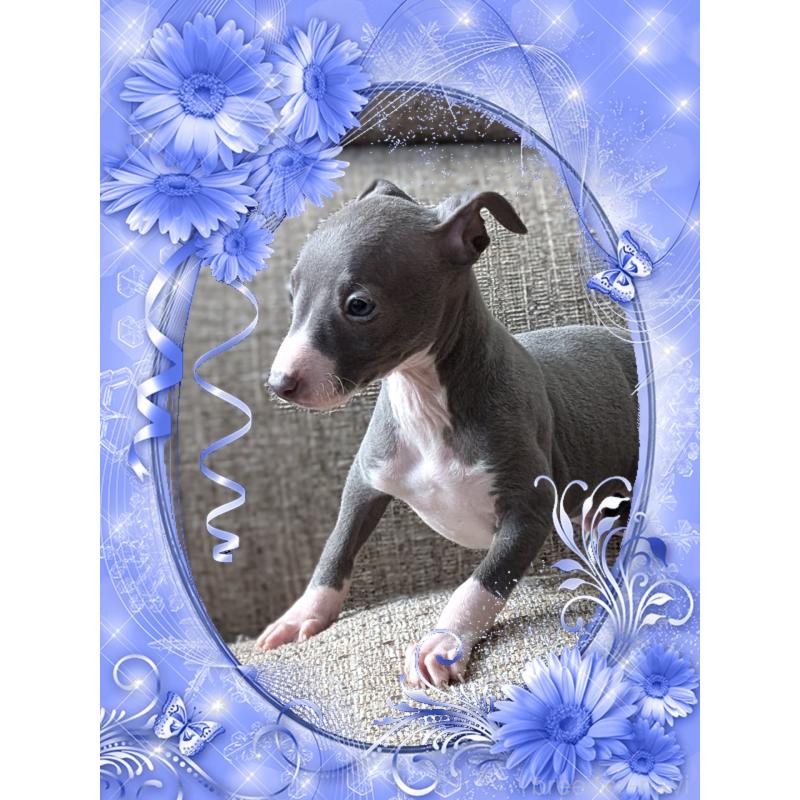 販売中の山口県のイタリアングレーハウンド(イタグレ)-431683の4枚目