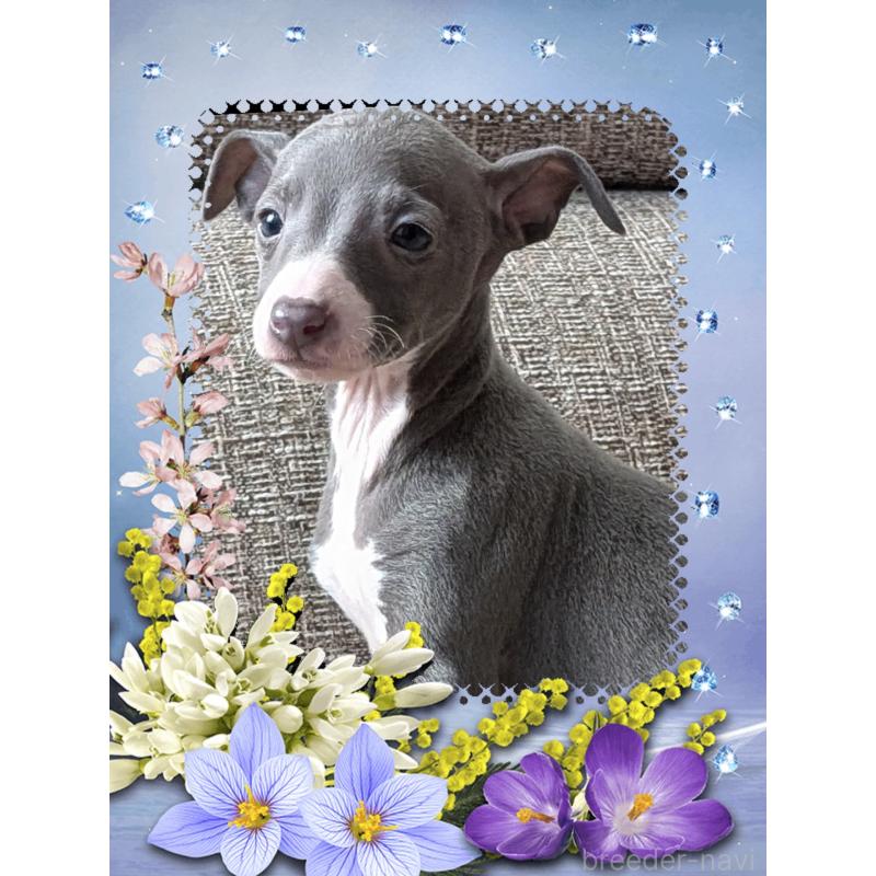 販売中の山口県のイタリアングレーハウンド(イタグレ)-431683の3枚目