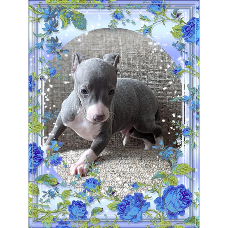 販売中の山口県のイタリアングレーハウンド(イタグレ)-431683の2枚目