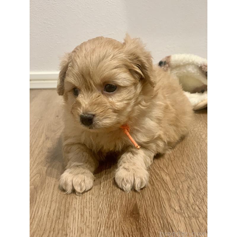 販売中の滋賀県のポメプー:ポメラニアン×トイプードル-431685の8枚目