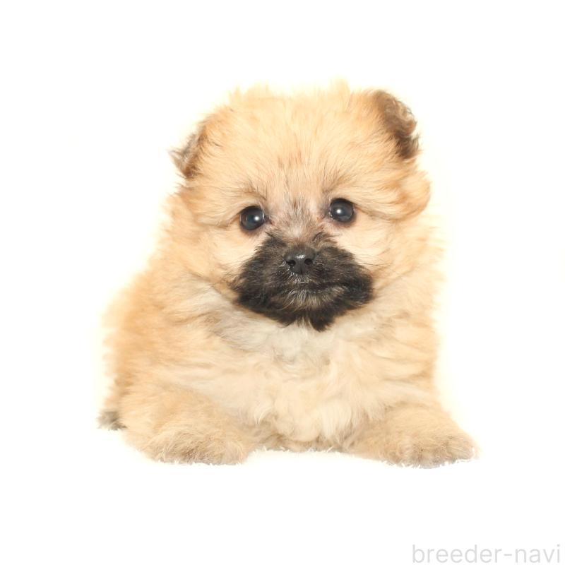 販売中の熊本県のポメマル:ポメラニアン×マルチーズ-431684