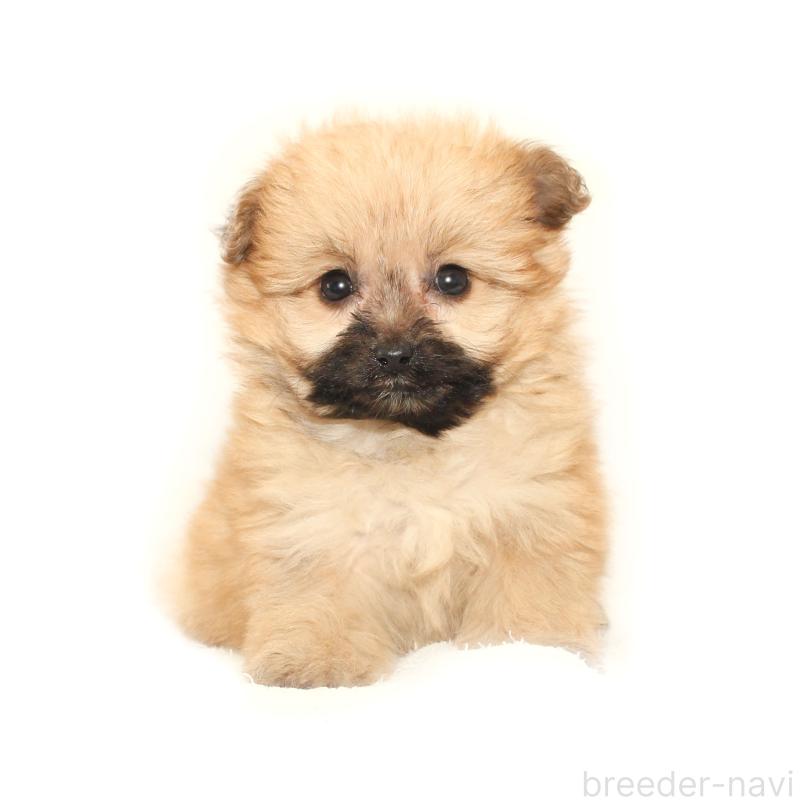 販売中の熊本県のポメマル:ポメラニアン×マルチーズ-431684の3枚目