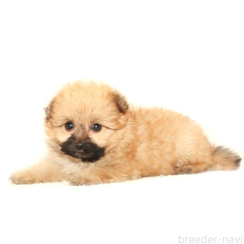 販売中の熊本県のポメマル:ポメラニアン×マルチーズ-431684の2枚目