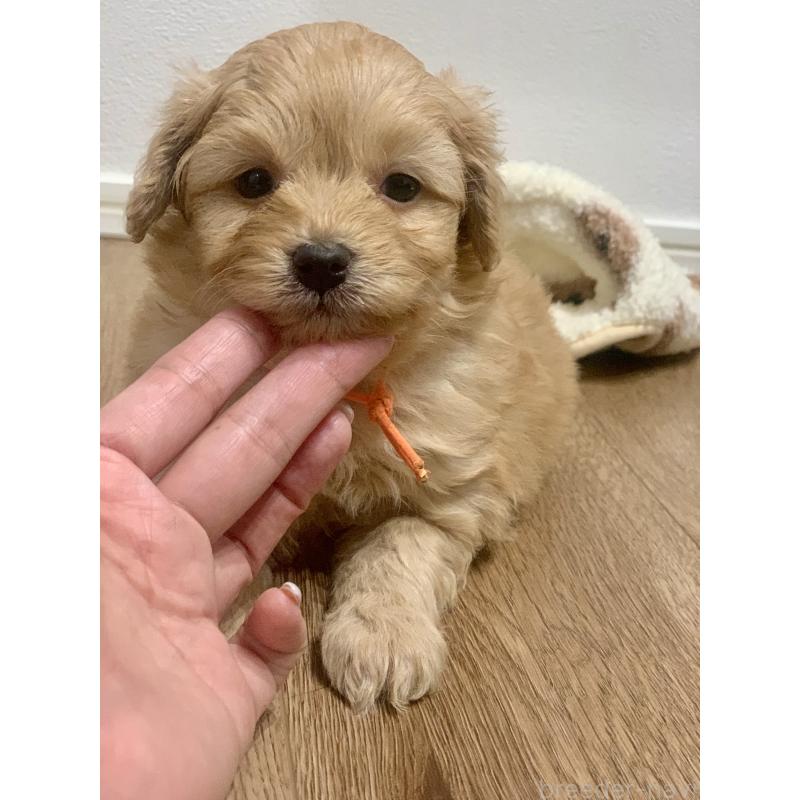 販売中の滋賀県のポメプー:ポメラニアン×トイプードル-431685の7枚目