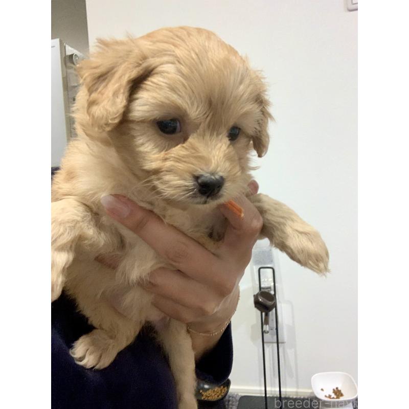 販売中の滋賀県のポメプー:ポメラニアン×トイプードル-431685の6枚目