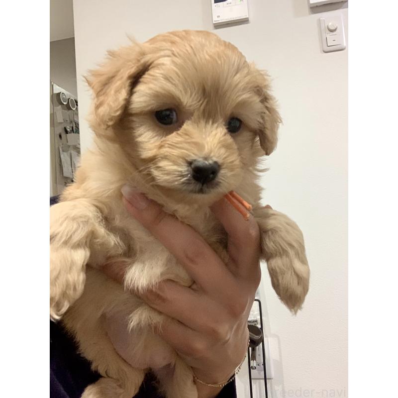 販売中の滋賀県のポメプー:ポメラニアン×トイプードル-431685の5枚目